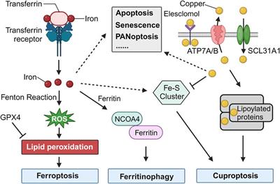 Editorial: The roles of ion-induced cell death in cancer treatment: volume II